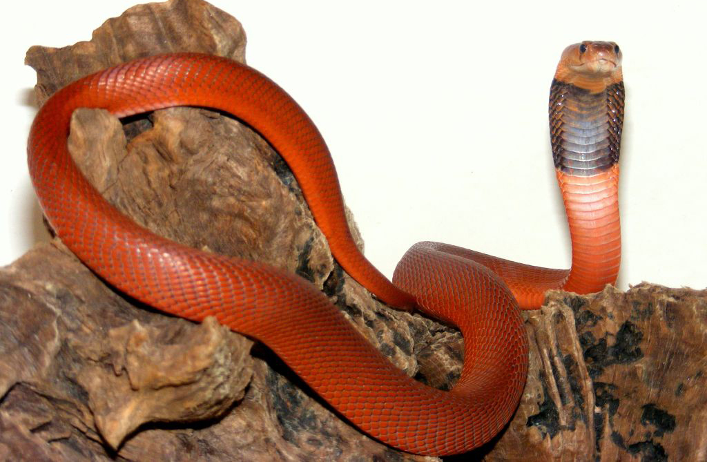 Snakes evolve a magnetic way to be resistant to venom - UQ News - The